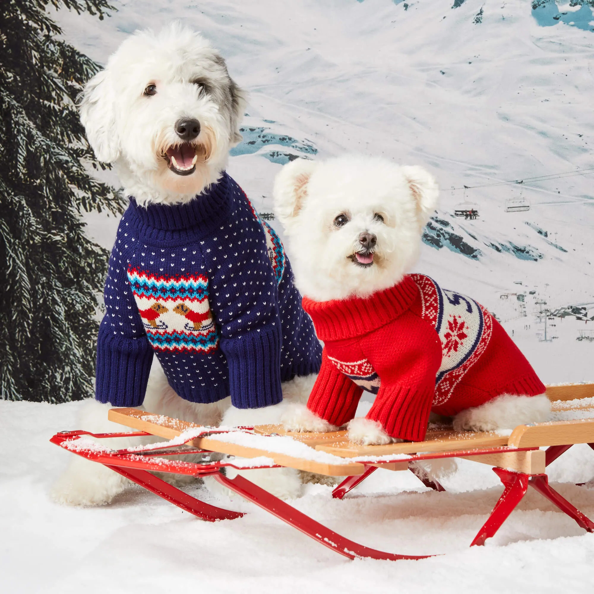 Gray Malin x TFD Hit the Slopes Dog Sweater